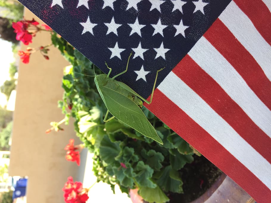 united states, albuquerque, new mexico, bug, insect, flag, patriotism, HD wallpaper