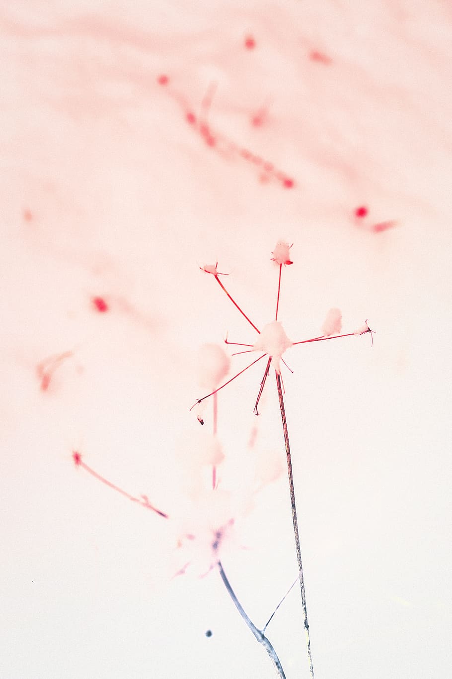 Grayscale Photo of White Flower, abstract, art, artistic, blur HD wallpaper
