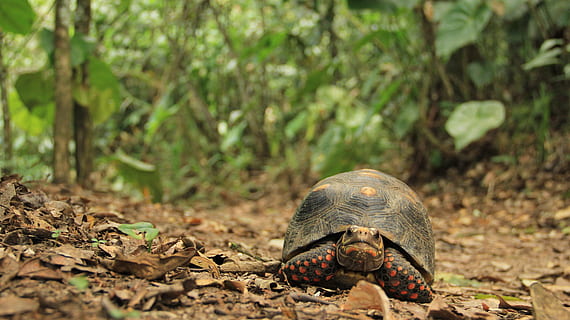 gray tortoise, reptile, sea life, turtle, animal, box turtle HD wallpaper