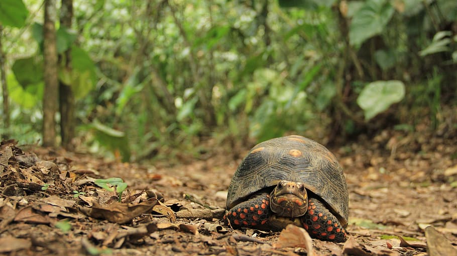 gray tortoise, reptile, sea life, turtle, animal, box turtle HD wallpaper