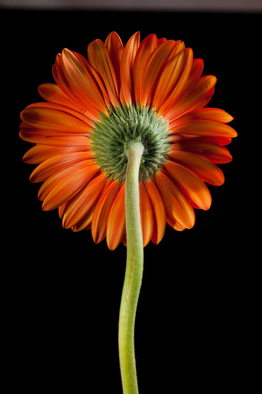 beautiful, red, gerbera, stem, isolated, black, closeup, flower HD wallpaper
