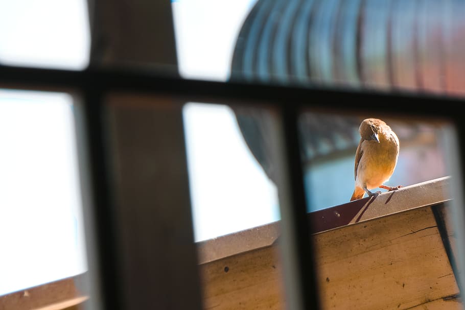 bird, window, morning, wings, animal themes, vertebrate, animals in the wild HD wallpaper