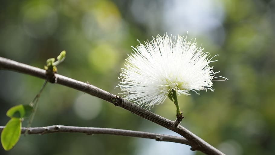 flower, branch, nature, bloom, plant, season, floral, spring HD wallpaper