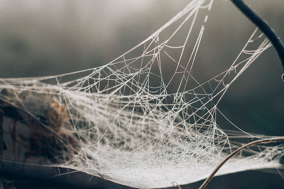 white spider web in selective focus photography, furniture, windshield, HD wallpaper