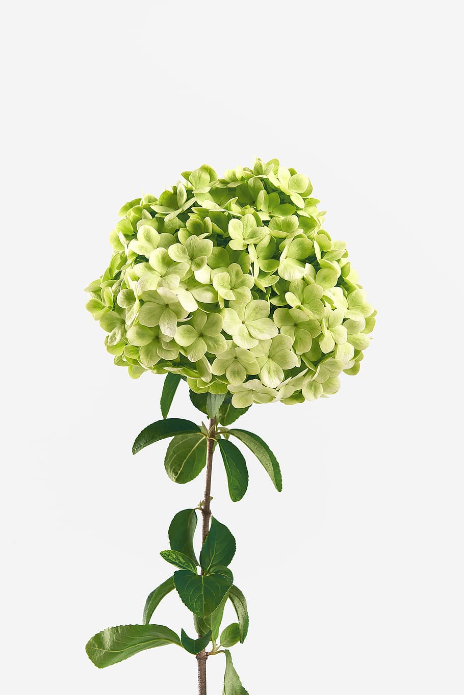 green hydrangea flowers, plant part, leaf, beauty in nature, studio shot HD wallpaper