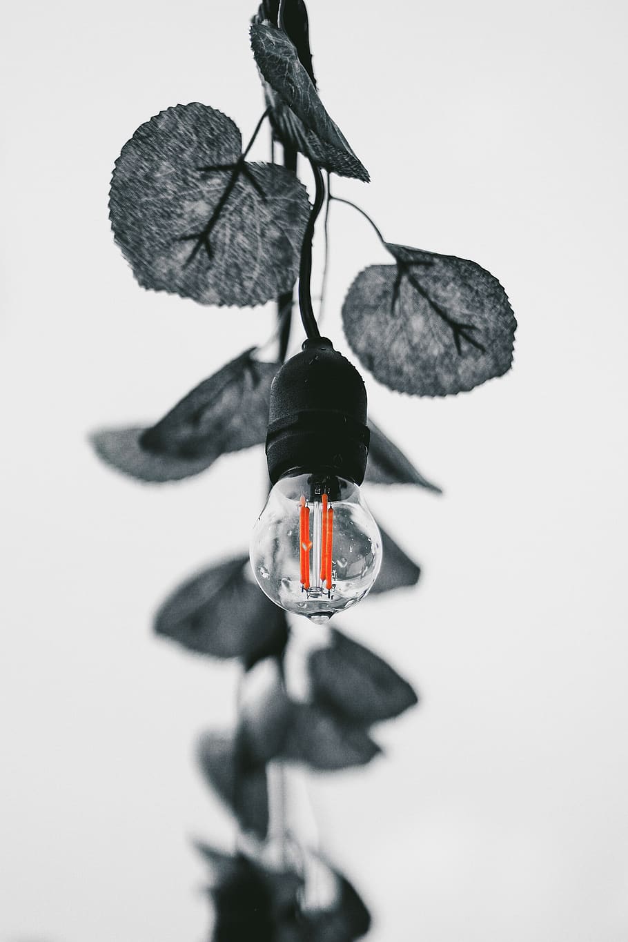 leaf, trees, lightbulb, lightbulbs, bokeh, monochrome, black and white HD wallpaper