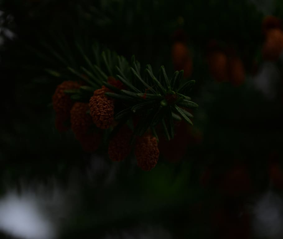 green, tree, needle, needles, brown, green and brown, cone HD wallpaper