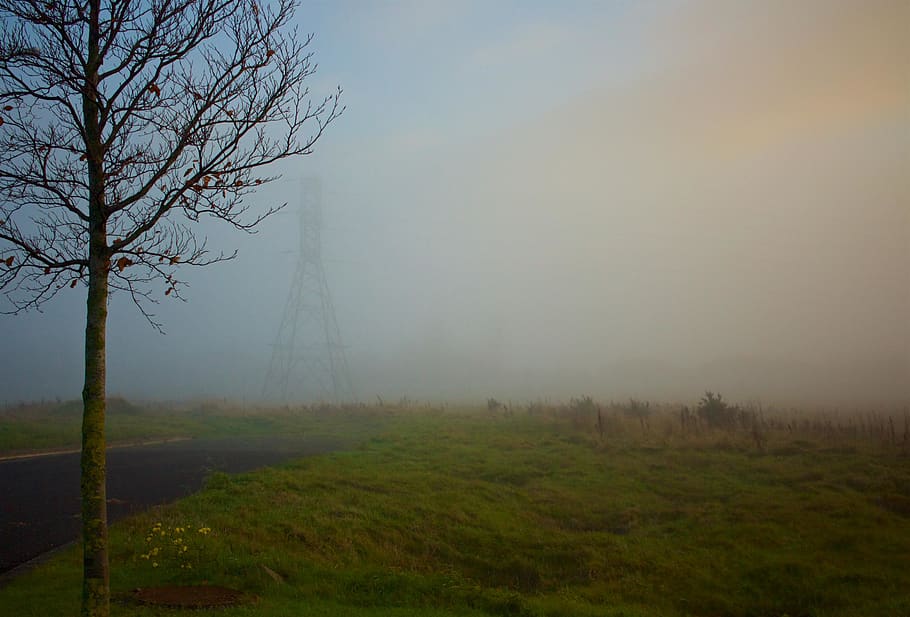 grass, field, trees, power lines, electricity, foggy, nature HD wallpaper
