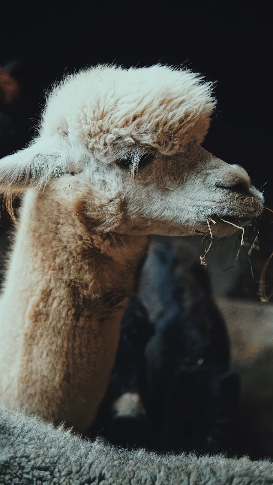white llama, mammal, animal themes, domestic animals, one animal HD wallpaper