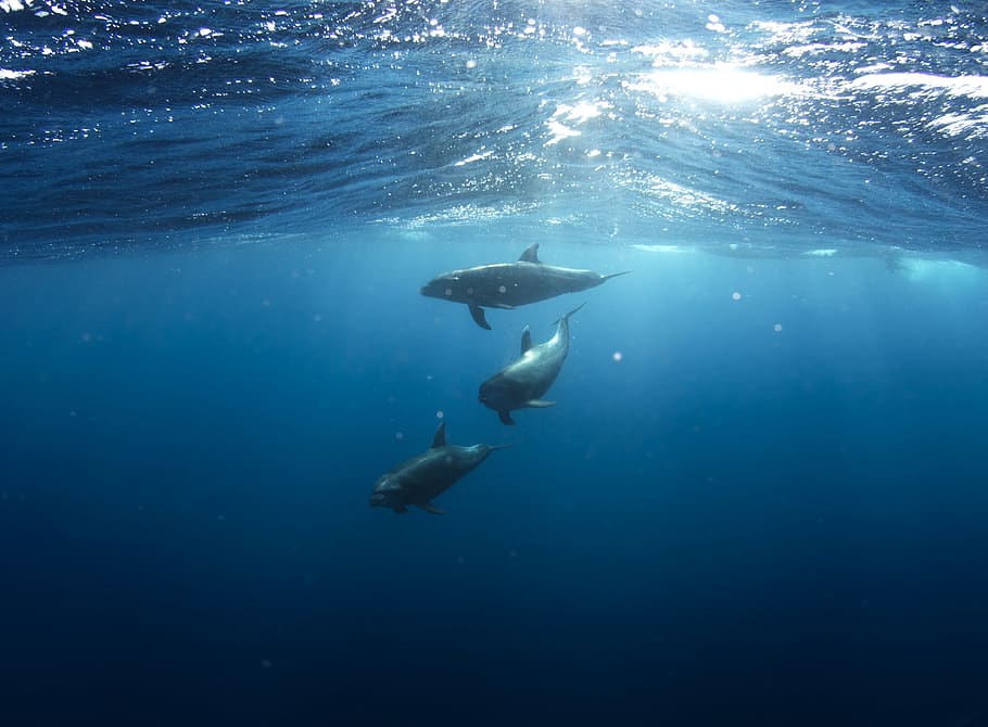 underwater, blue, dolphins, sea, undersea, swimming, adventure HD wallpaper