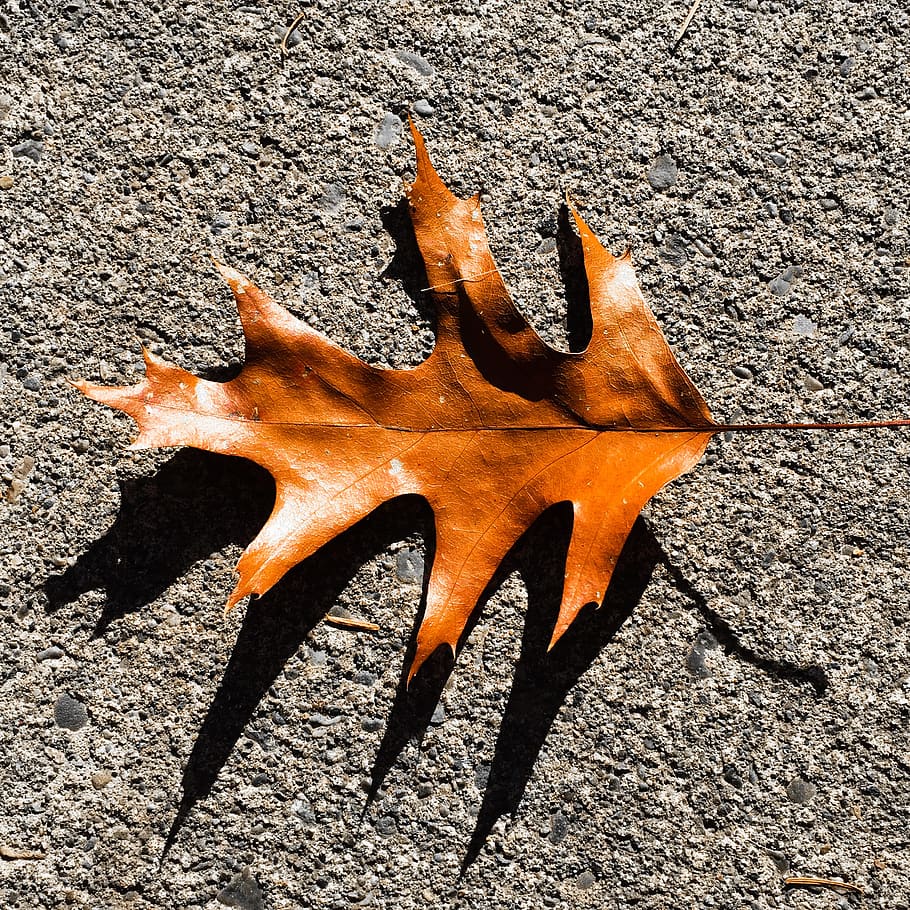 leaves, trees, fall, autumn, balance, orange color, close-up HD wallpaper