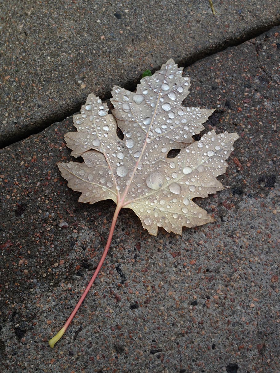 leaf, autumn, nature, fall, raindrops, texture, fallen, plant part HD wallpaper