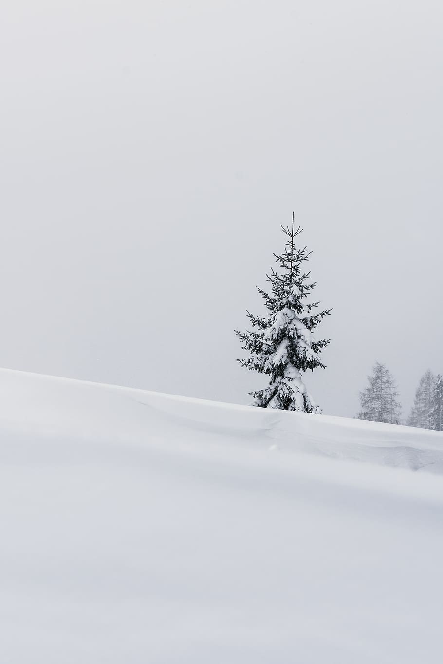 HD wallpaper: pine tree in the middle of the field, plant, fir, abies ...