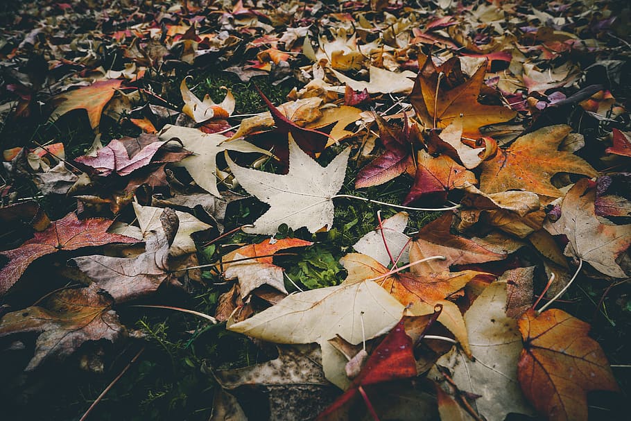 Withered Leaves on the Ground, coloring, environment, fallen leaves HD wallpaper