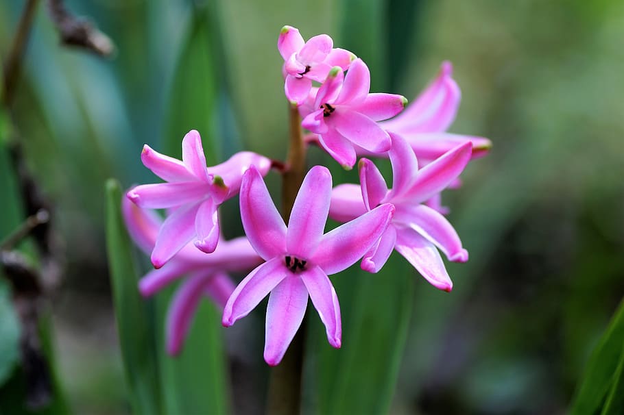 hyacinth, spring, flower, flowering, garden, pink, scented HD wallpaper