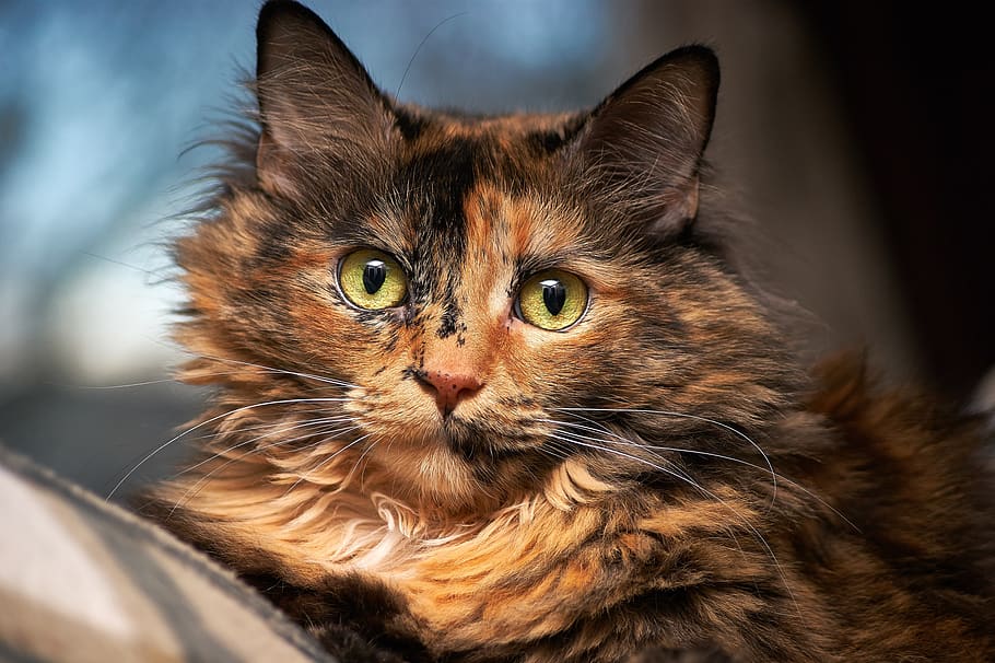 Tortoiseshell Cat in Selective Focus Photography, animal, cute, HD wallpaper
