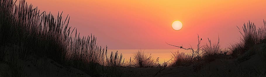 ocean view, sunset, sky, plant, nature, beauty in nature, tree HD wallpaper
