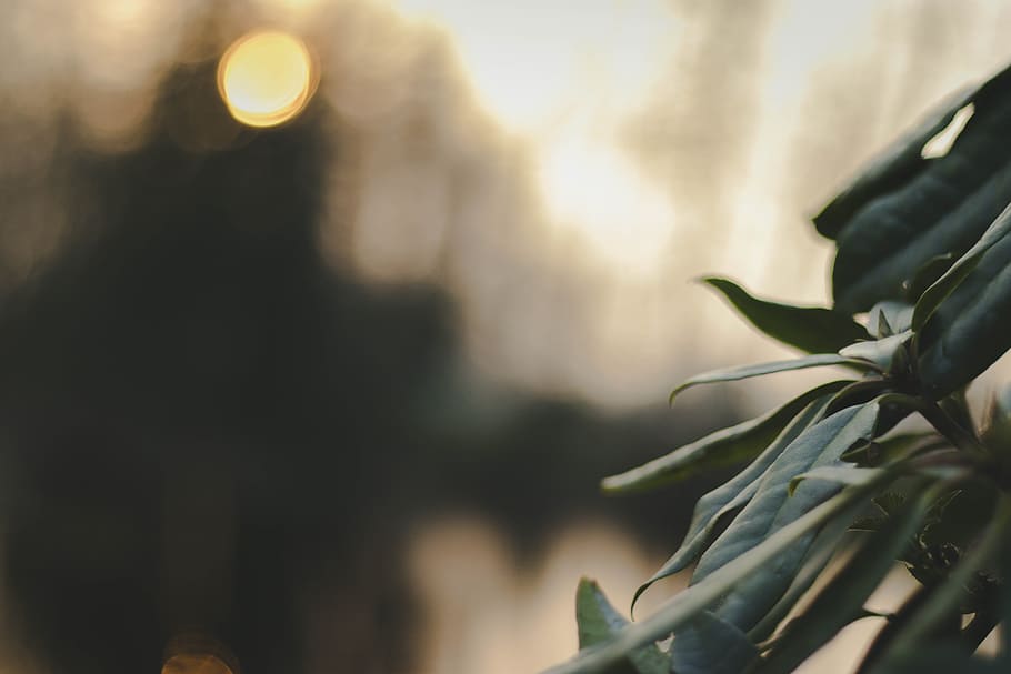Selective Focus Photography of Green Leaves, blur, blurry, bokeh HD wallpaper