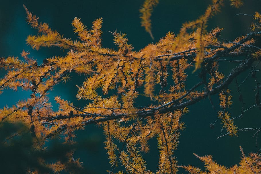 green leaves and twigs, tree, branch, pine, autumn, fall, nature HD wallpaper