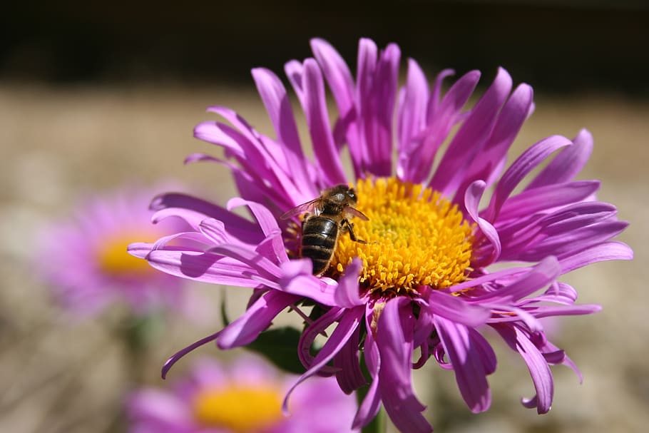 bee, flower, insect, honey bee, blossom, bloom, pollen, nature HD wallpaper