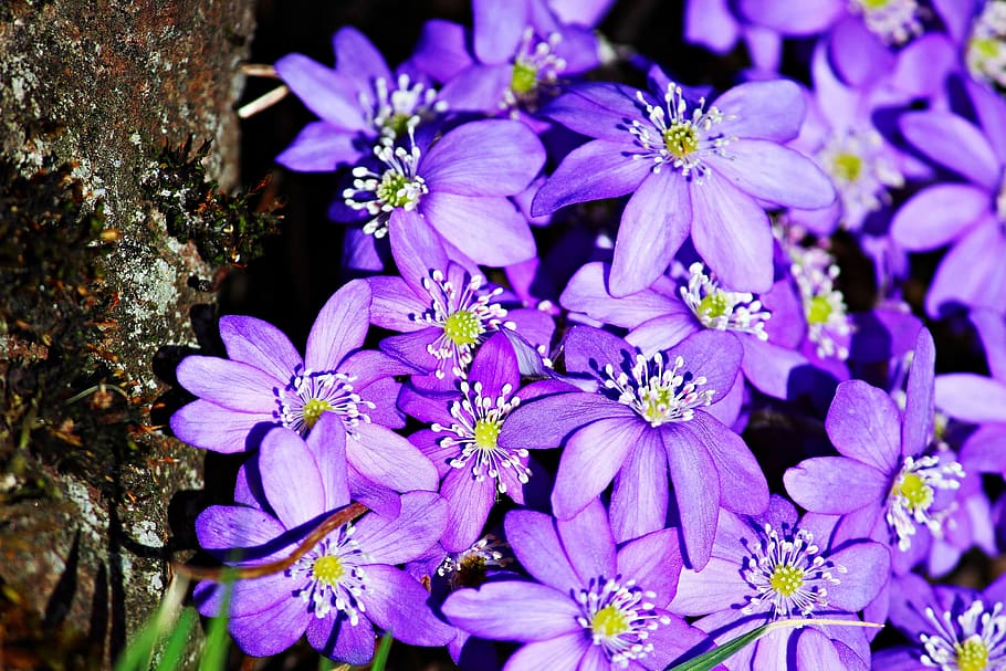 hepatica, purple, spring, blossom, bloom, flower, spring flower HD wallpaper