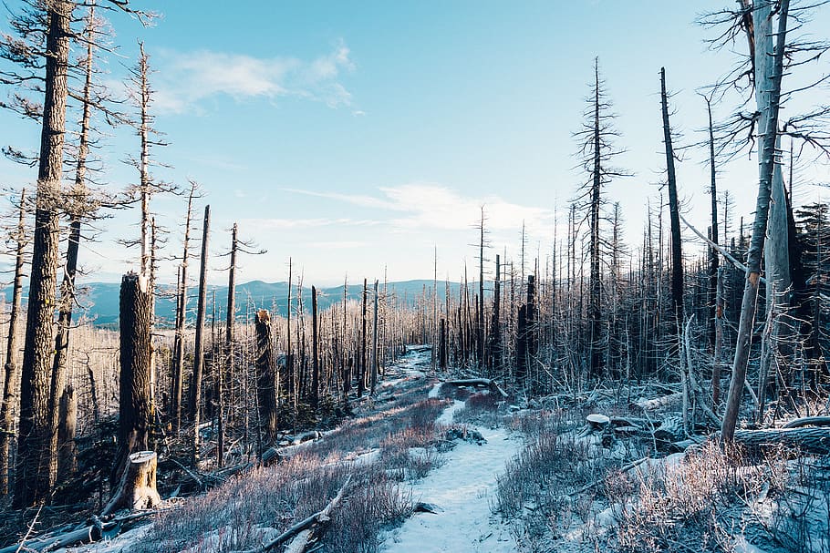 Leafless Trees, fallen trees, snow, winter, plant, sky, land HD wallpaper