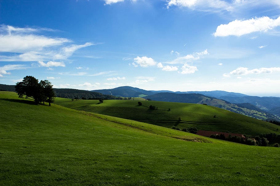 black forest, landscape, germany, trees, meadow, summer, blue sky HD wallpaper