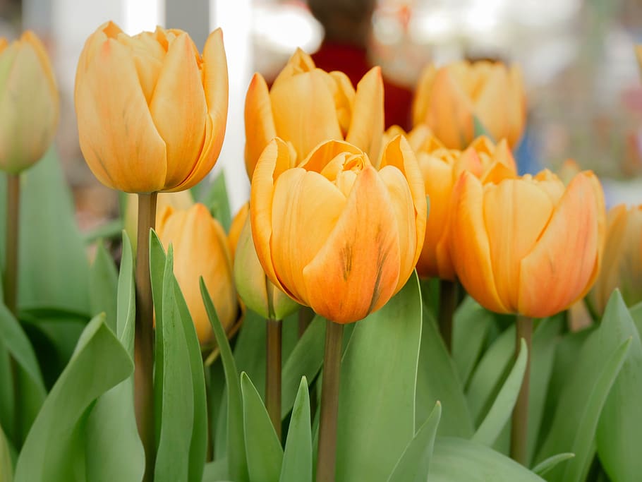 tulip, spring, flower, plant, freshness, flowering plant, close-up HD wallpaper