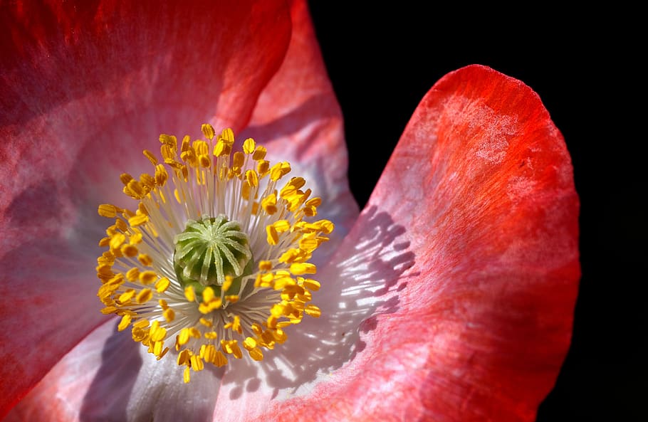Red Petal Flower, bloom, blossom, close-up, flora, pistil, poppy HD wallpaper
