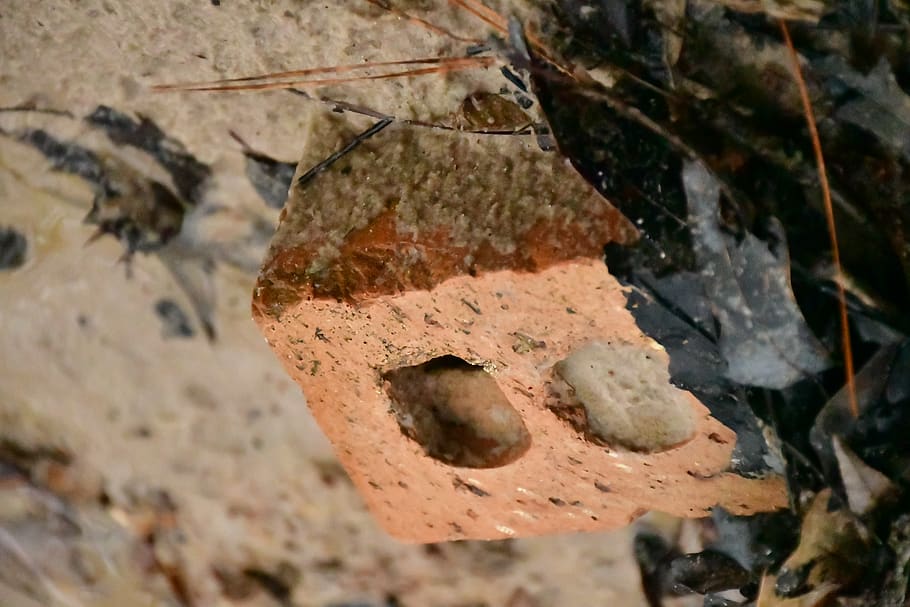 fungus, hole, rust, brick, rubble, rock, archaeology, invertebrate HD wallpaper