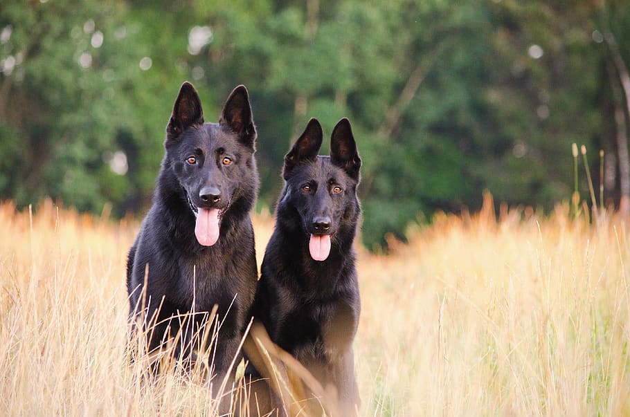 two black wolf dogs on grass, animal themes, domestic, mammal HD wallpaper