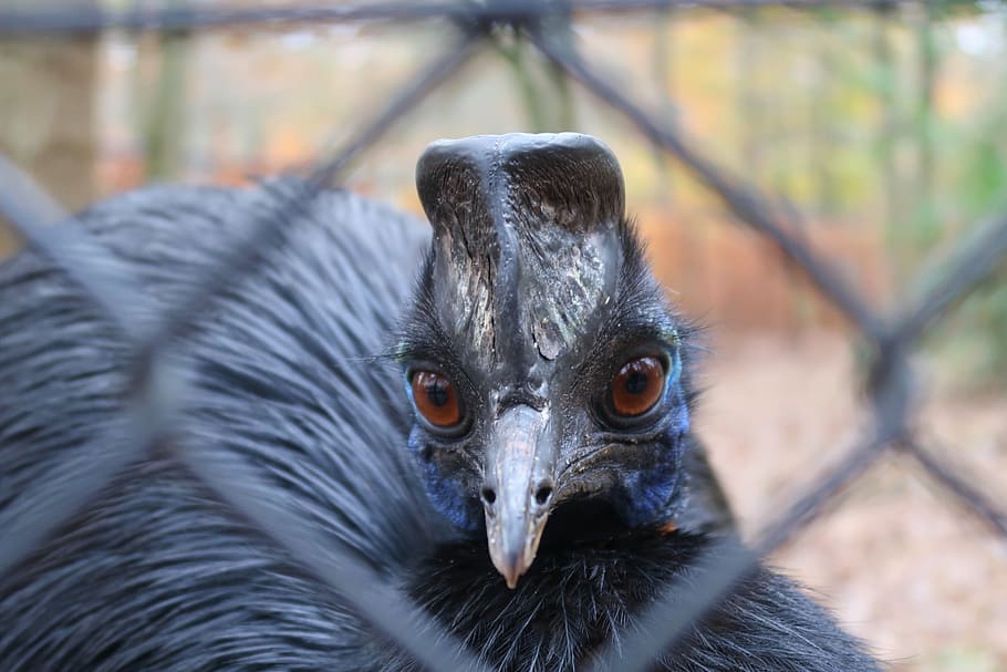 casuarius, cossowary, bird, black, animal world, plumage, sad HD wallpaper