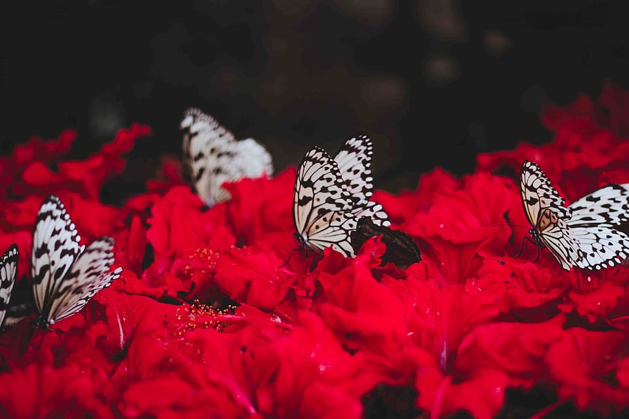 Red and Black Butterfly Wallpapers on WallpaperDog