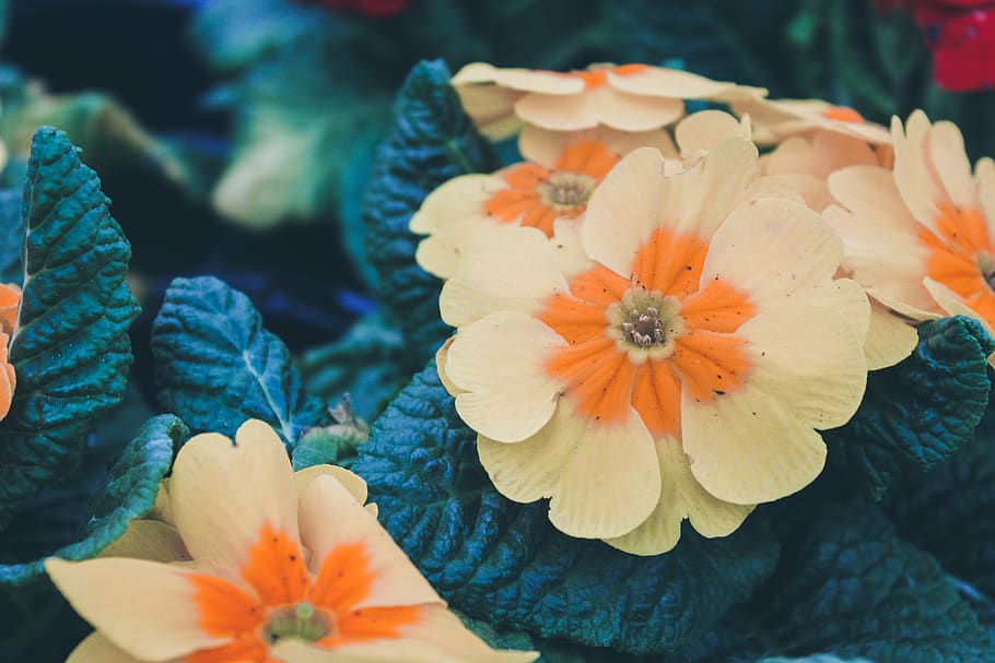 flower, flowering plant, freshness, beauty in nature, petal HD wallpaper