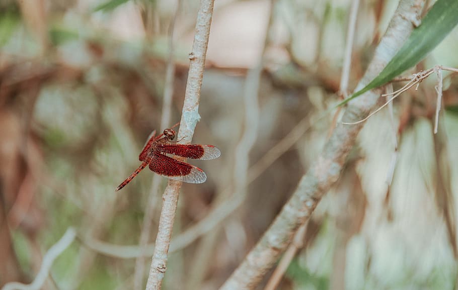 Brown Dragonfly, bug, insect, macro, plant, nature, focus on foreground HD wallpaper