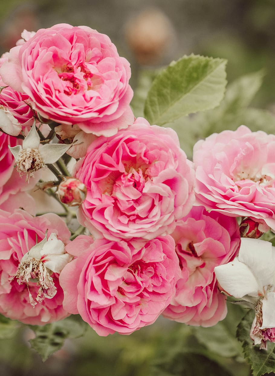 pink-petaled flower, flowering plant, pink color, beauty in nature HD wallpaper