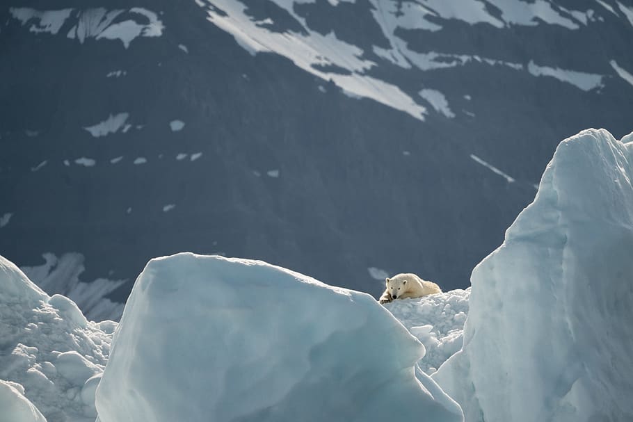 polar bear lying on snow, ice, outdoors, nature, mountain, mammal HD wallpaper