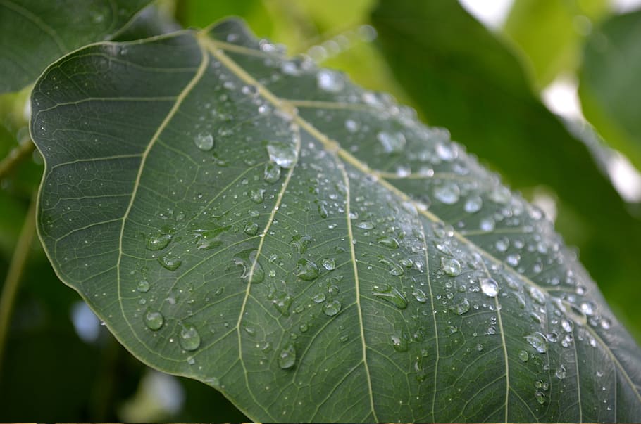 After the rain #2, leaves, nature, drop, wet, leaf, water, plant part HD wallpaper