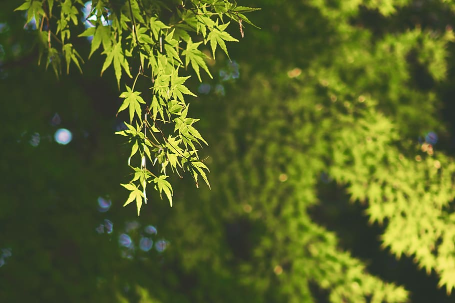 japan, tokyo, tree, maple, leaves, sunshine, forest, green, HD wallpaper