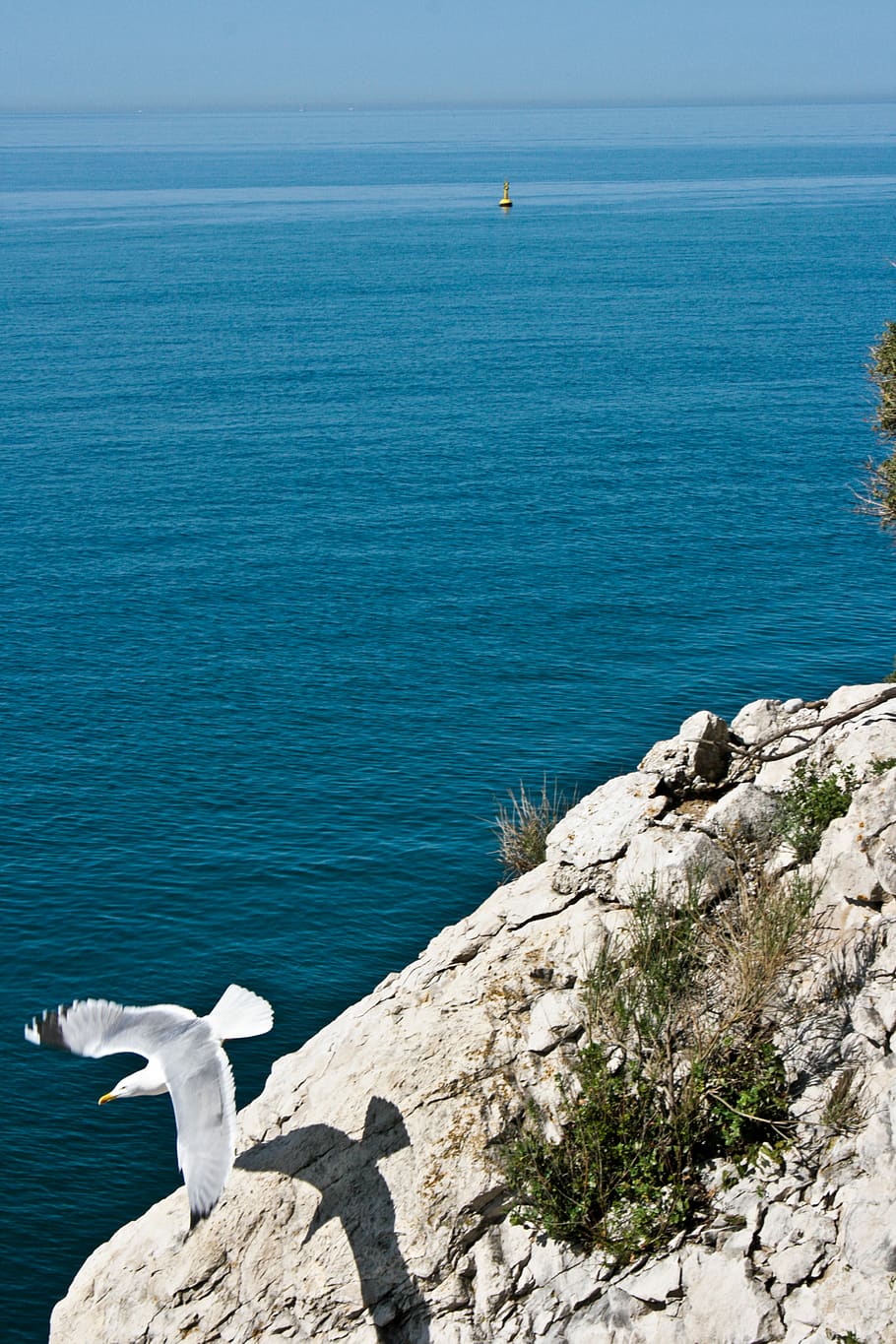 italy, trieste, summer, bird, sun, rock, sea, sea gull, water, HD wallpaper