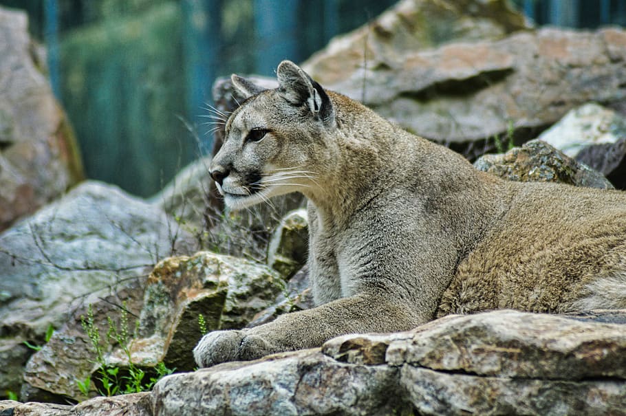 lion, puma, wildlife, animal, nature, cougar, cat, panther, HD wallpaper