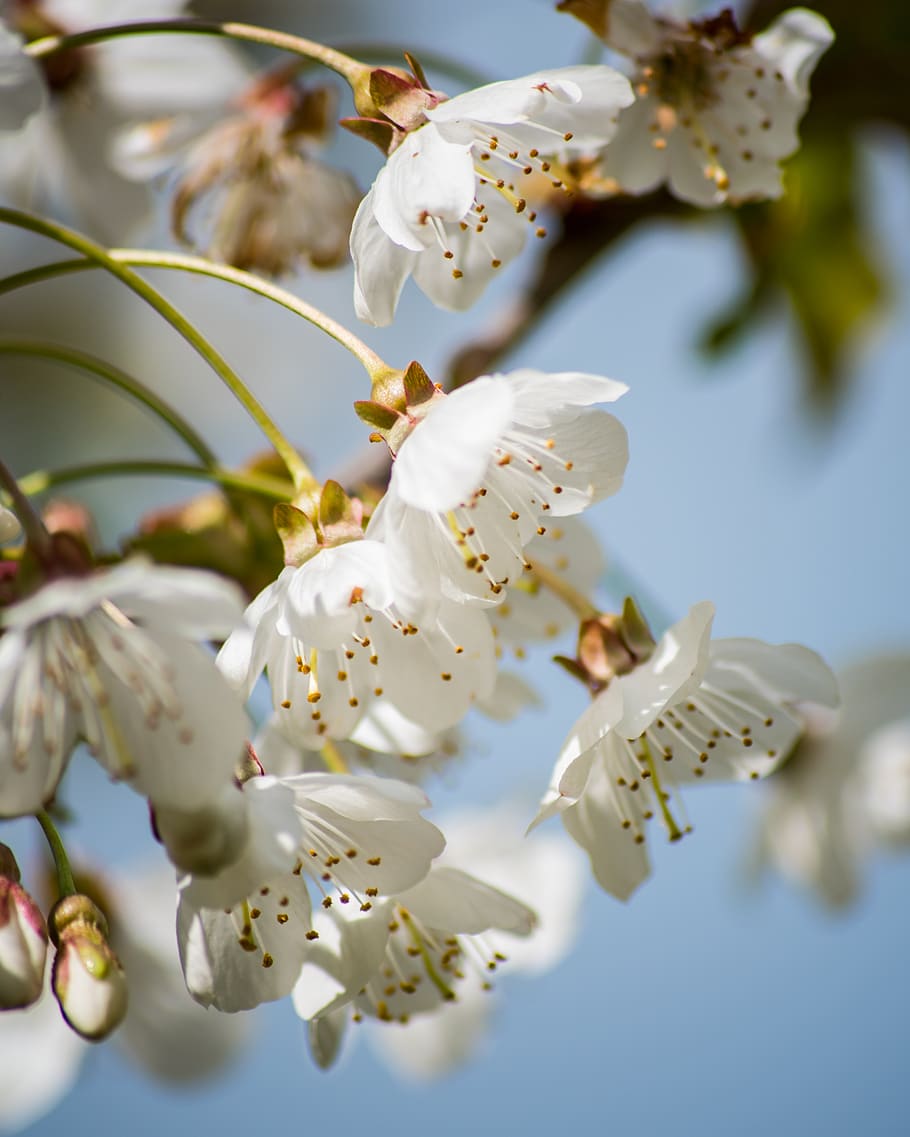 white, flowers, tree, sky, bloom, spring, garden, plant, blossom HD wallpaper