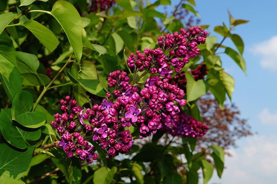 Pink Petaled Flower, bloom, blossom, flora, nature, plant, syringa HD wallpaper