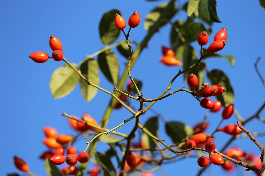 briar, red, berries, wild, meadow, autumn, nature, outdoor HD wallpaper