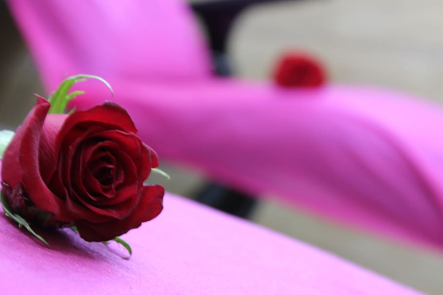 belleza, spa, rosa, flower, flowering plant, beauty in nature HD wallpaper
