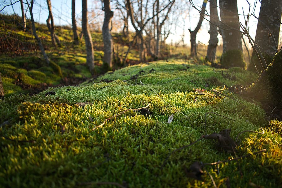 green, nature, trees, moss, colors, autumn, plant, land, forest HD wallpaper