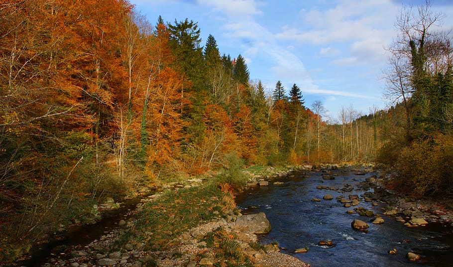 switzerland, hirzel, forest, landscape, rock, autumn, tree, HD wallpaper