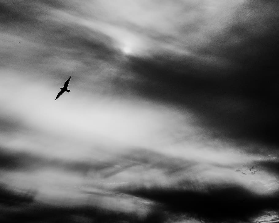 fly, sky, bird, blackandwhite, clouds, light, dom, cloud - sky HD wallpaper