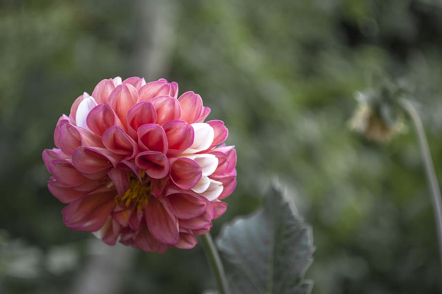 georgia, flower, flowering plant, fragility, vulnerability HD wallpaper
