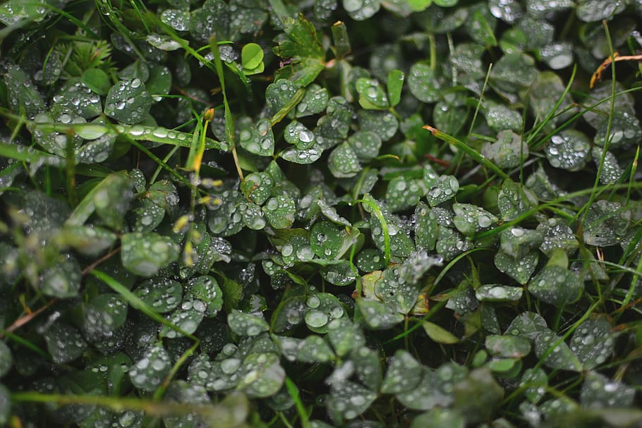 plant, herb, rain, rain drop, raindrop, water drop, green, macro HD wallpaper